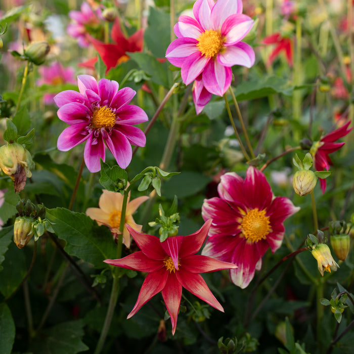 Dahlia Shooting Stars growing in the field