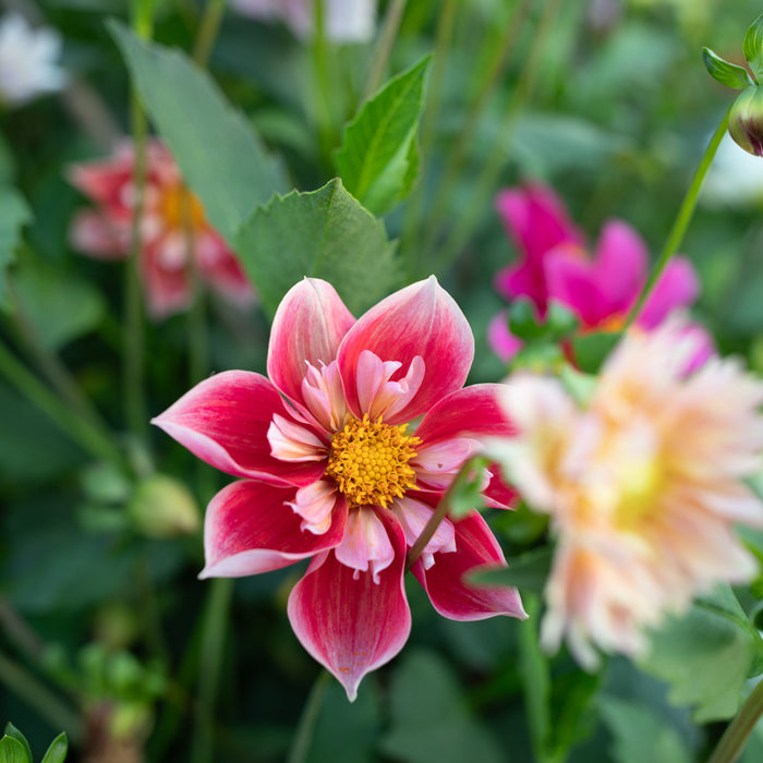 A close up of Dahlia Shooting Stars