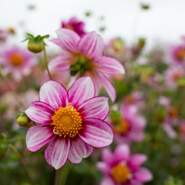 A close up of Dahlia Shooting Stars