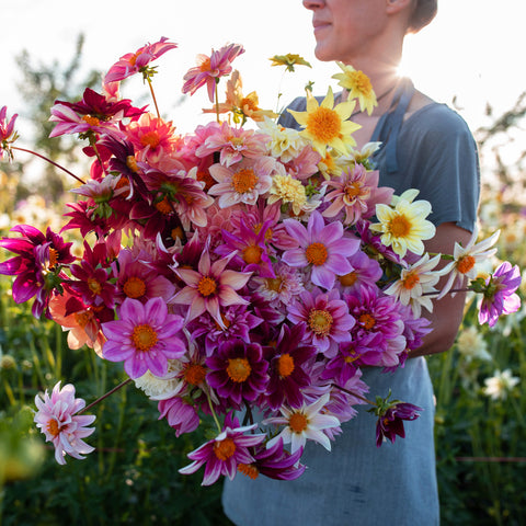 An armload of Dahlia Shooting Stars