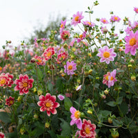Dahlia Shooting Stars growing in the field