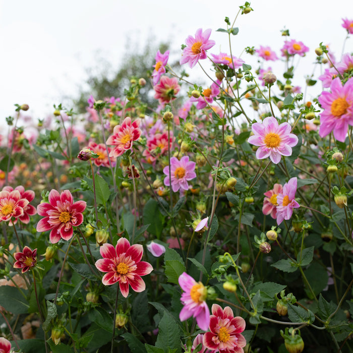 Dahlia Shooting Stars growing in the field