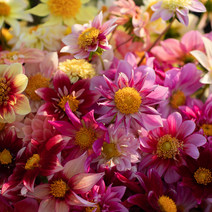 A close up of Dahlia Shooting Stars