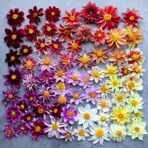 An overhead of Dahlia Shooting Stars