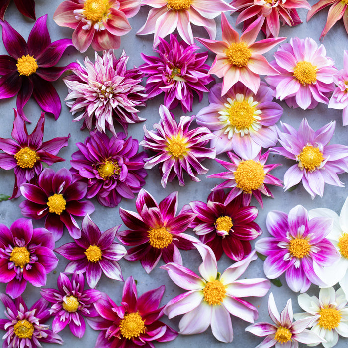 A close up of Dahlia Shooting Stars