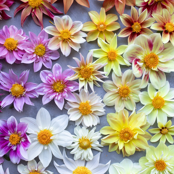 An overhead of Dahlia Shooting Stars
