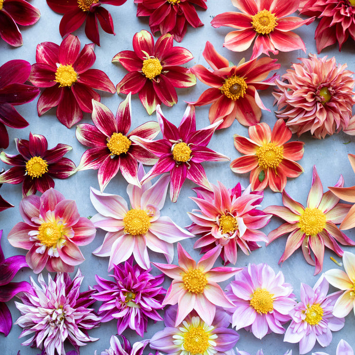 An overhead of Dahlia Shooting Stars