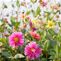 Dahlia Shooting Stars growing in the field