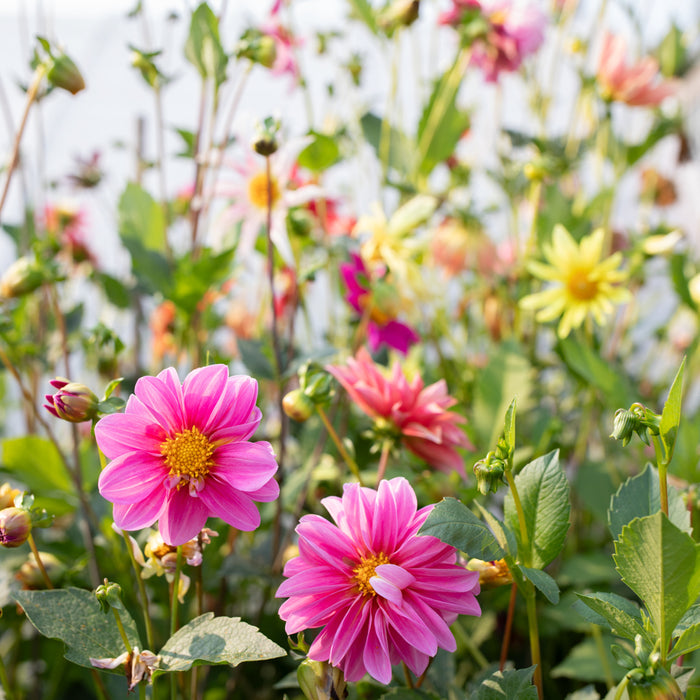 Dahlia Shooting Stars growing in the field