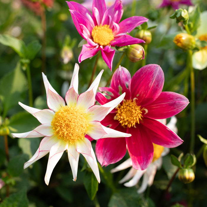 A close up of Dahlia Shooting Stars