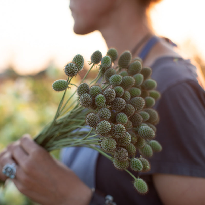 Pincushion Flower Ochroleuca Floret Flower Farm