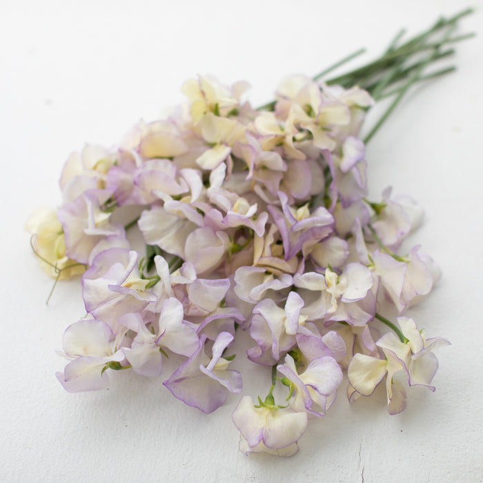 A bunch of Sweet Pea April in Paris