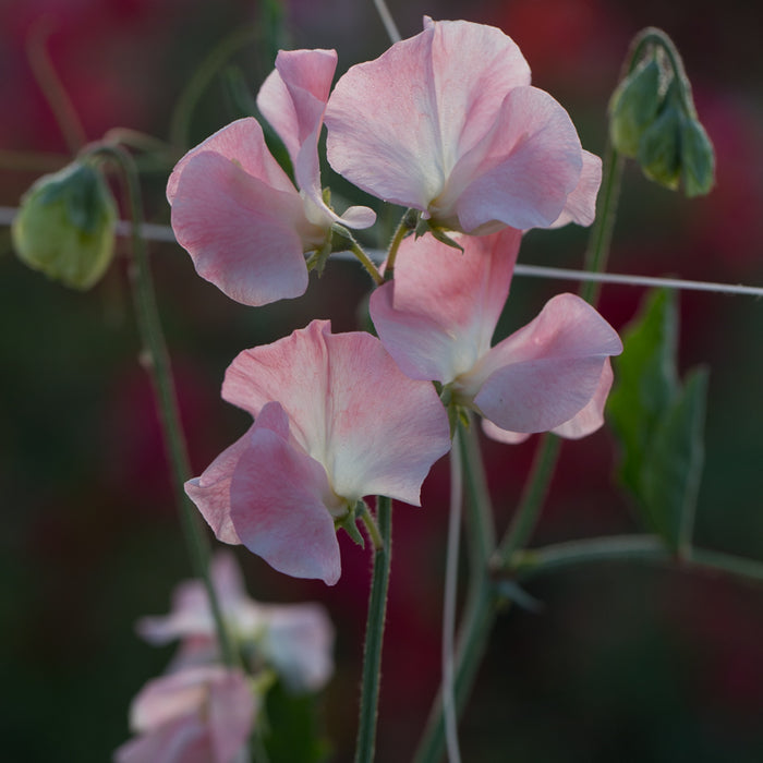 A close up of Sweet Pea Bobby's Girl