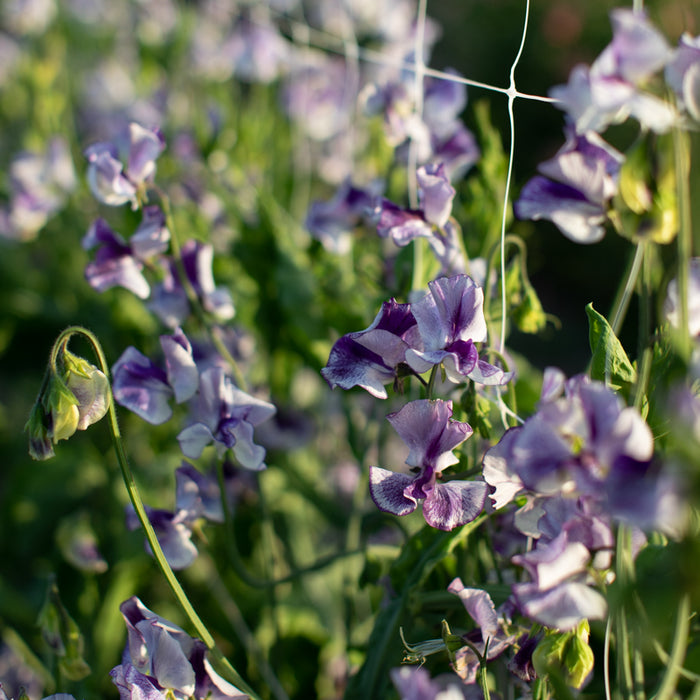 A close up of Sweet Pea Frances Kate