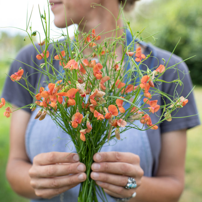 A handful of Sweet Pea Hotham Red