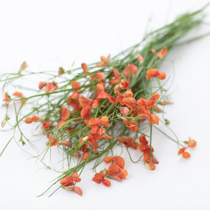 A bunch of Sweet Pea Hotham Red