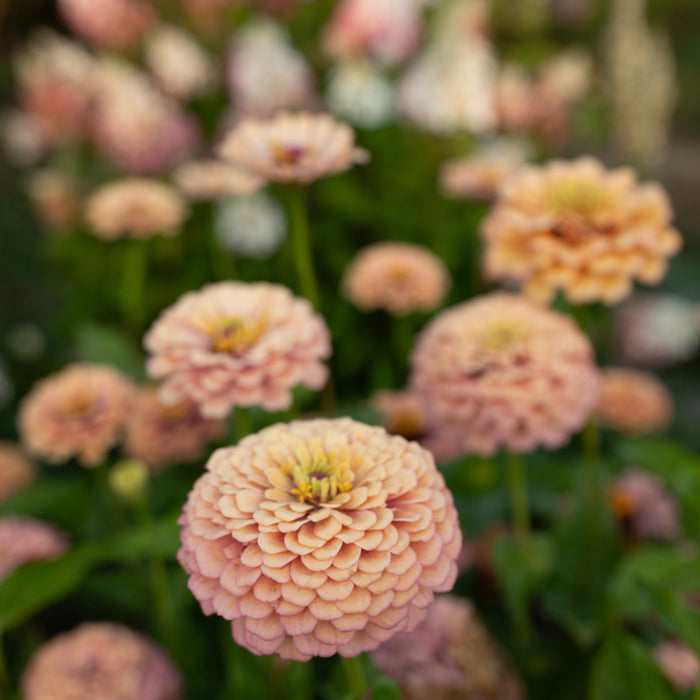 A close up of Zinnia Alpenglow