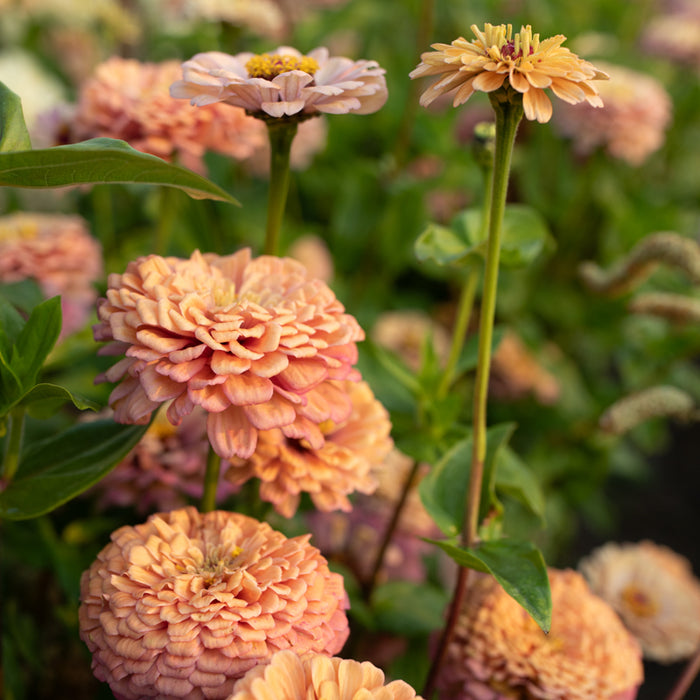 A close up of Zinnia Alpenglow