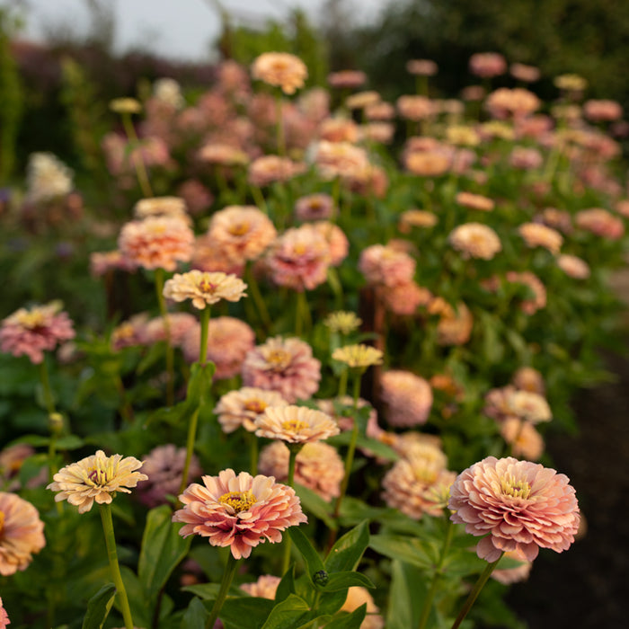Zinnia Alpenglow growing in the field