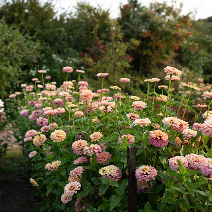 Zinnia Alpenglow growing in the field