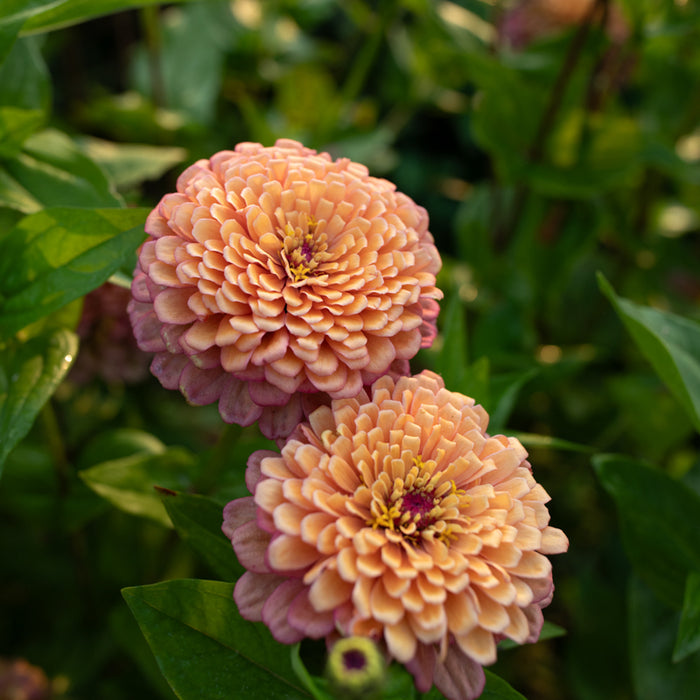 A close up of Zinnia Alpenglow