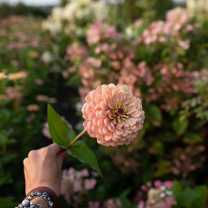 A close up of Zinnia Alpenglow