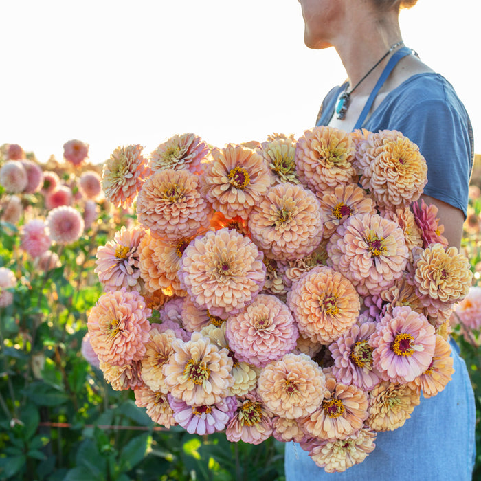 An armload of Zinnia Alpenglow