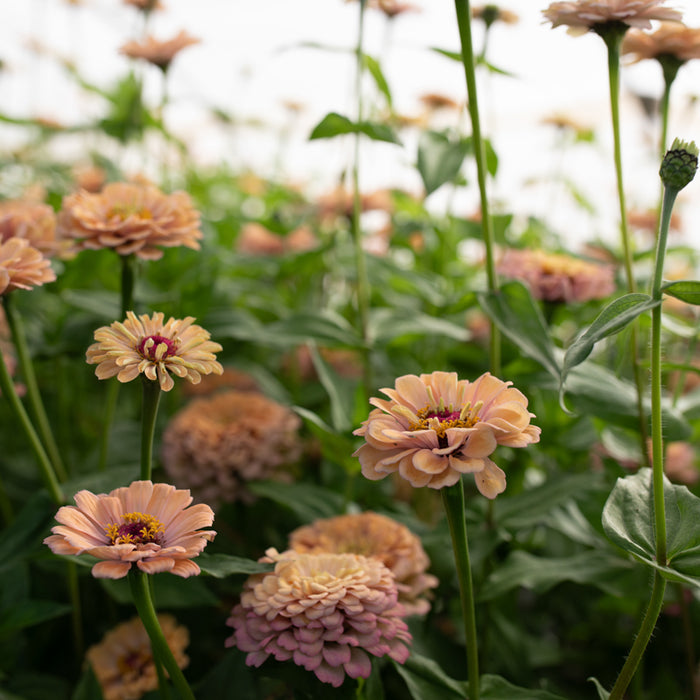 Zinnia Alpenglow growing in the field