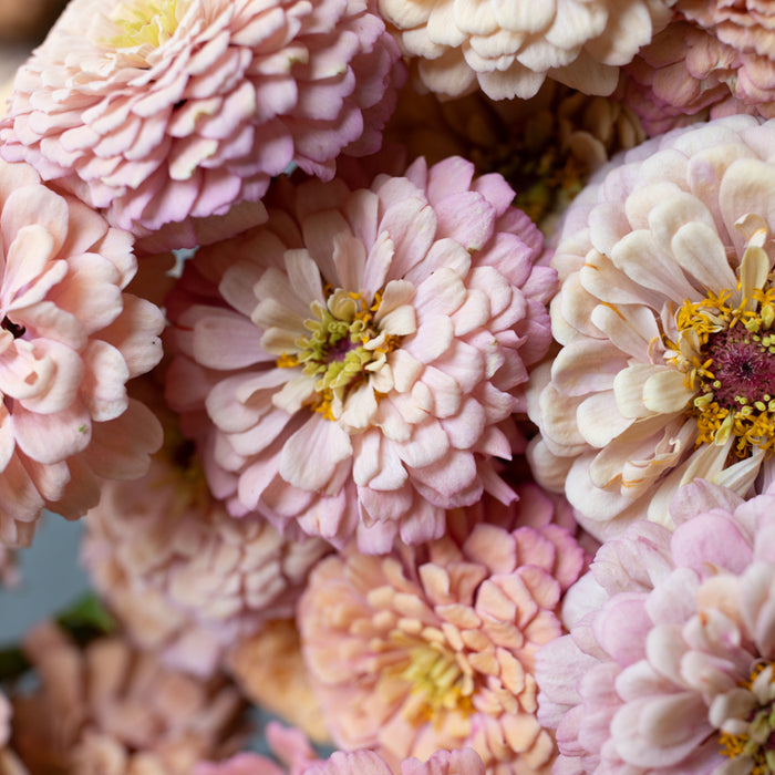 A close up of Zinnia Alpenglow