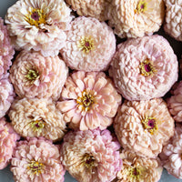 A close up of Zinnia Alpenglow