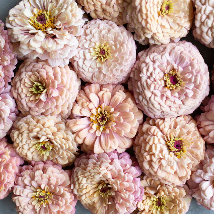 A close up of Zinnia Alpenglow
