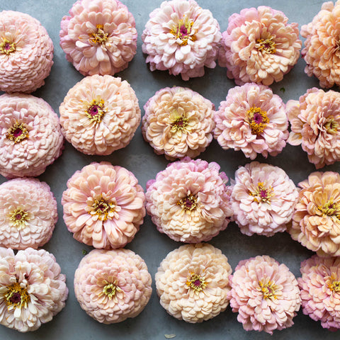 An overhead of Zinnia Alpenglow