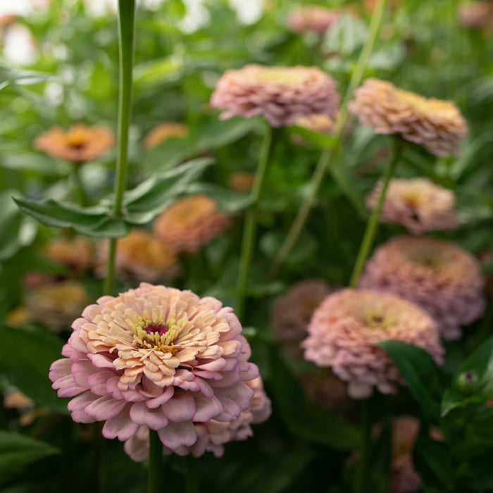 A close up of Zinnia Alpenglow
