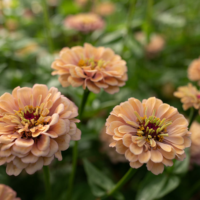 A close up of Zinnia Alpenglow