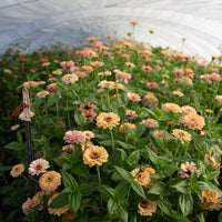 Zinnia Alpenglow growing in the field