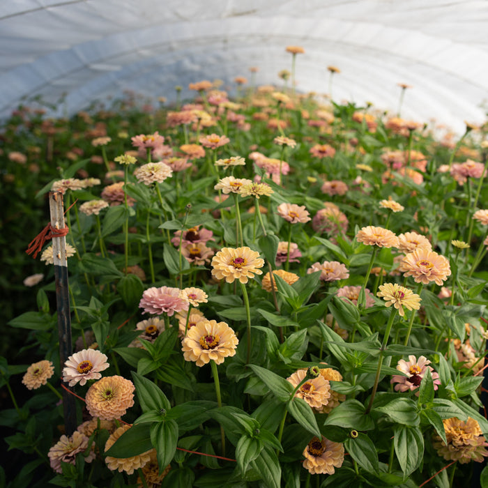 Zinnia Alpenglow growing in the field