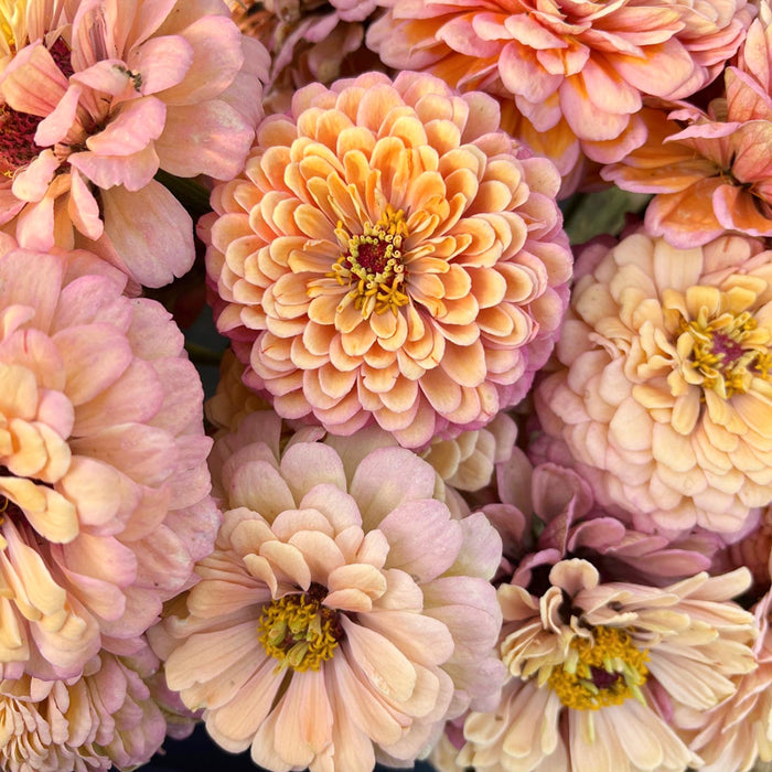 A close up of Zinnia Alpenglow