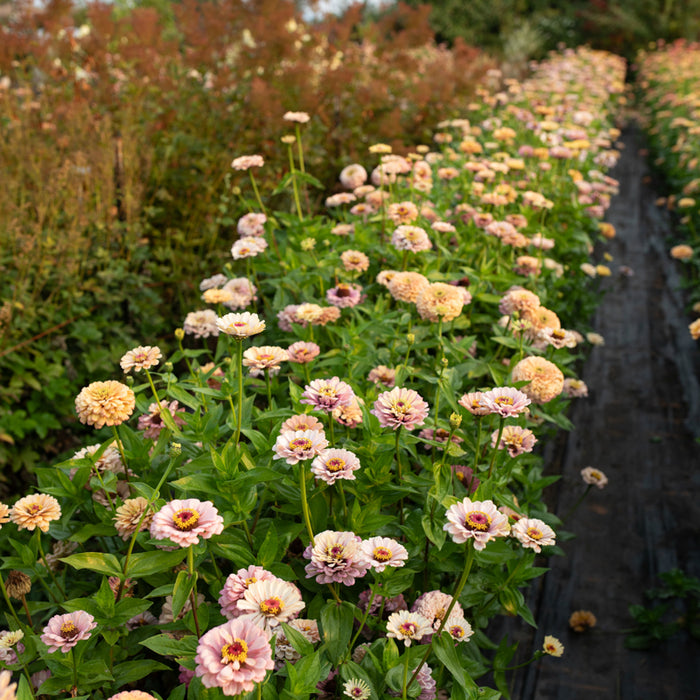 Zinnia Alpenglow growing in the field