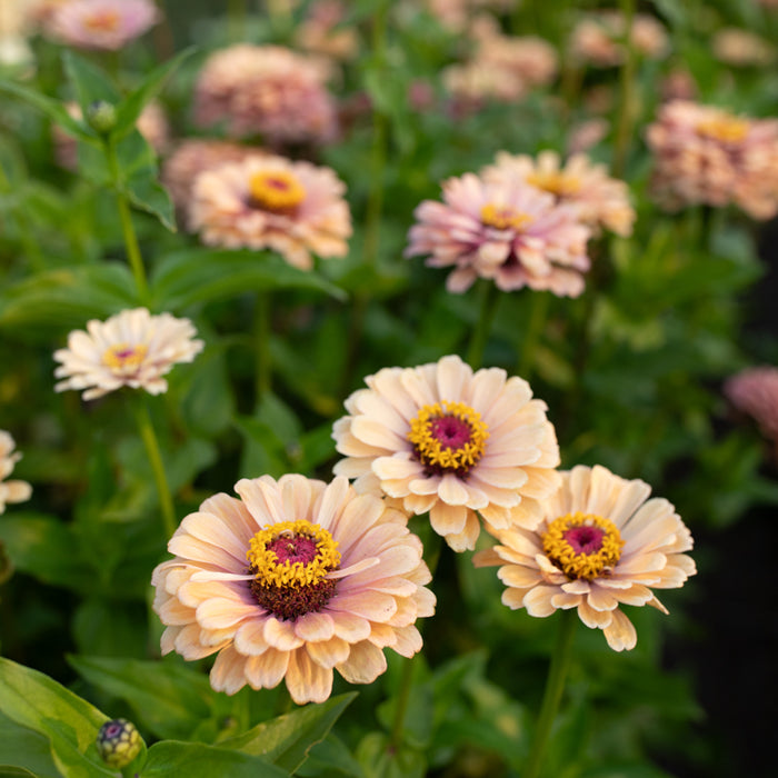 A close up of Zinnia Alpenglow