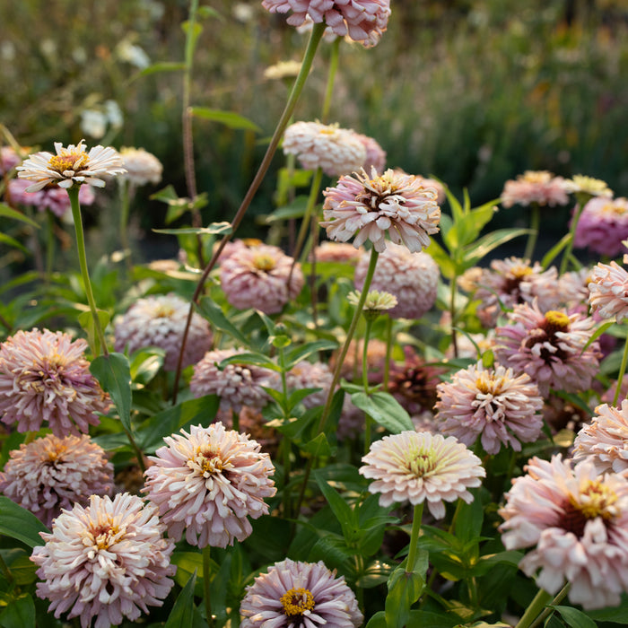 Zinnia Dawn Creek Blush growing in the field