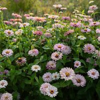 Zinnia Dawn Creek Blush growing in the field