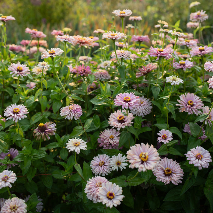 Zinnia Dawn Creek Blush growing in the field