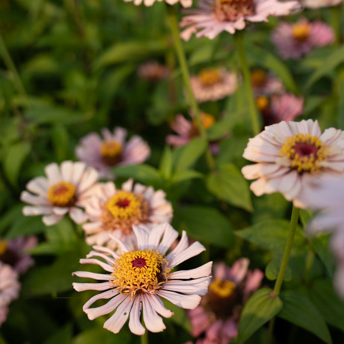 A close up of Zinnia Dawn Creek Blush