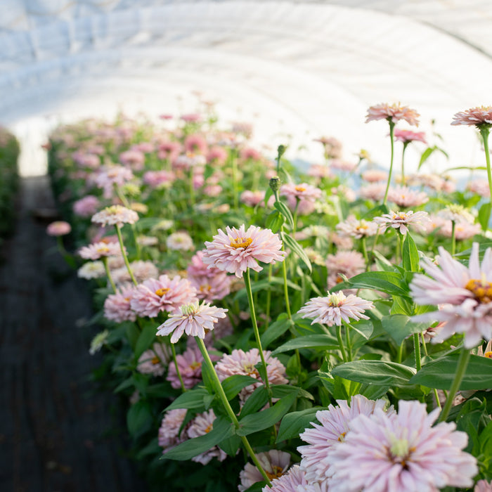Zinnia Dawn Creek Blush growing in the field