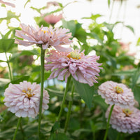 A close up of Zinnia Dawn Creek Blush