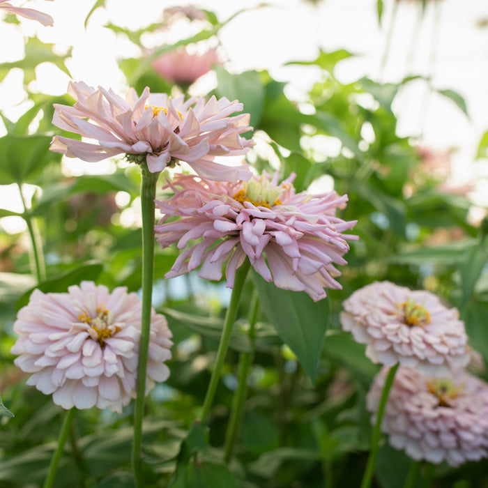 A close up of Zinnia Dawn Creek Blush