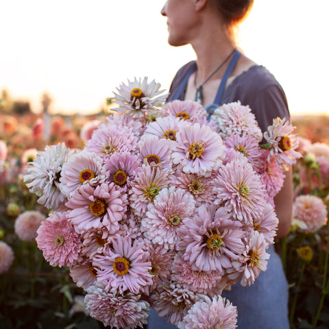 An armload of Zinnia Dawn Creek Blush