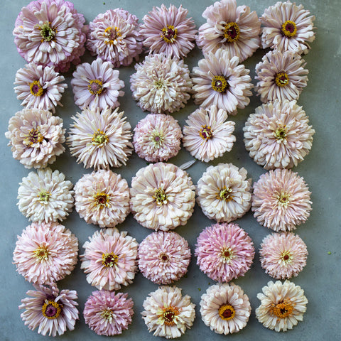 An overhead of Zinnia Dawn Creek Blush