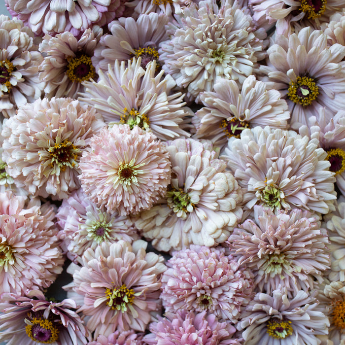 A close up of Zinnia Dawn Creek Blush