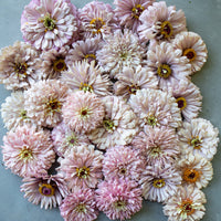 An overhead of Zinnia Dawn Creek Blush